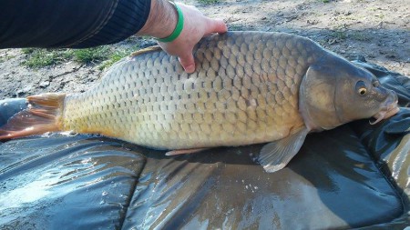 Balogh Viktor 8,20kg 2016.02.26